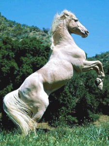 Obrazek